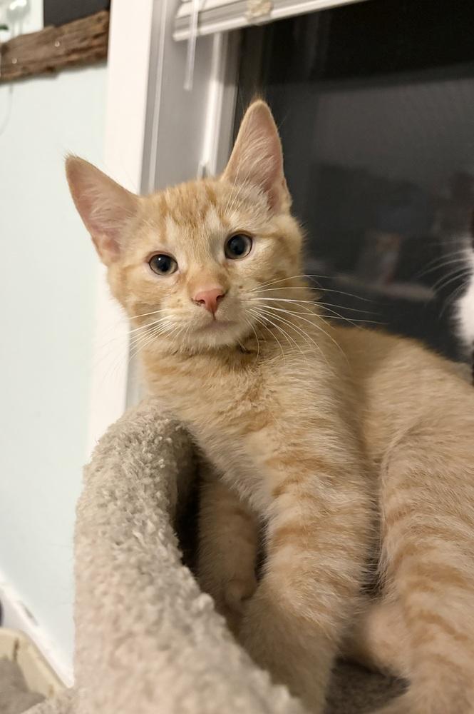 Shroom, Adoptable, Kitten Male Domestic Short Hair.