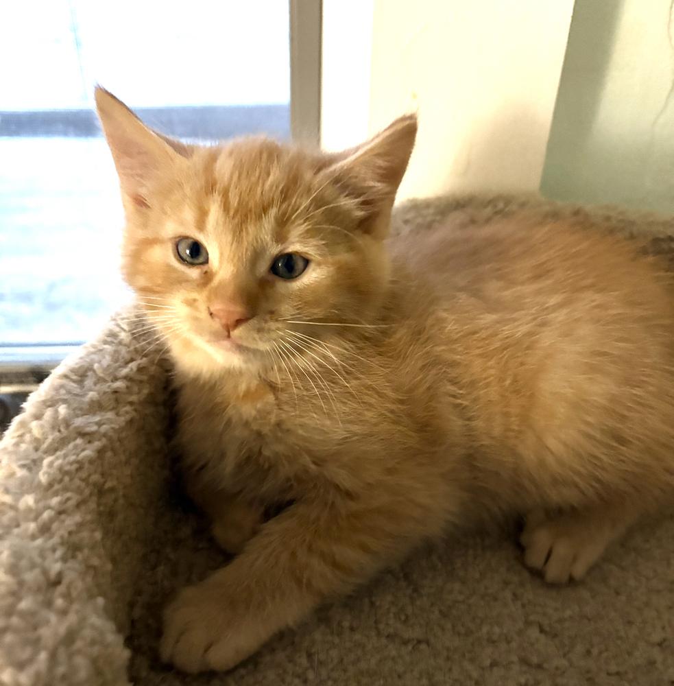 Enlarge Shroom, a Adoptable Domestic Short Hair in Rochester, IN image 2/3