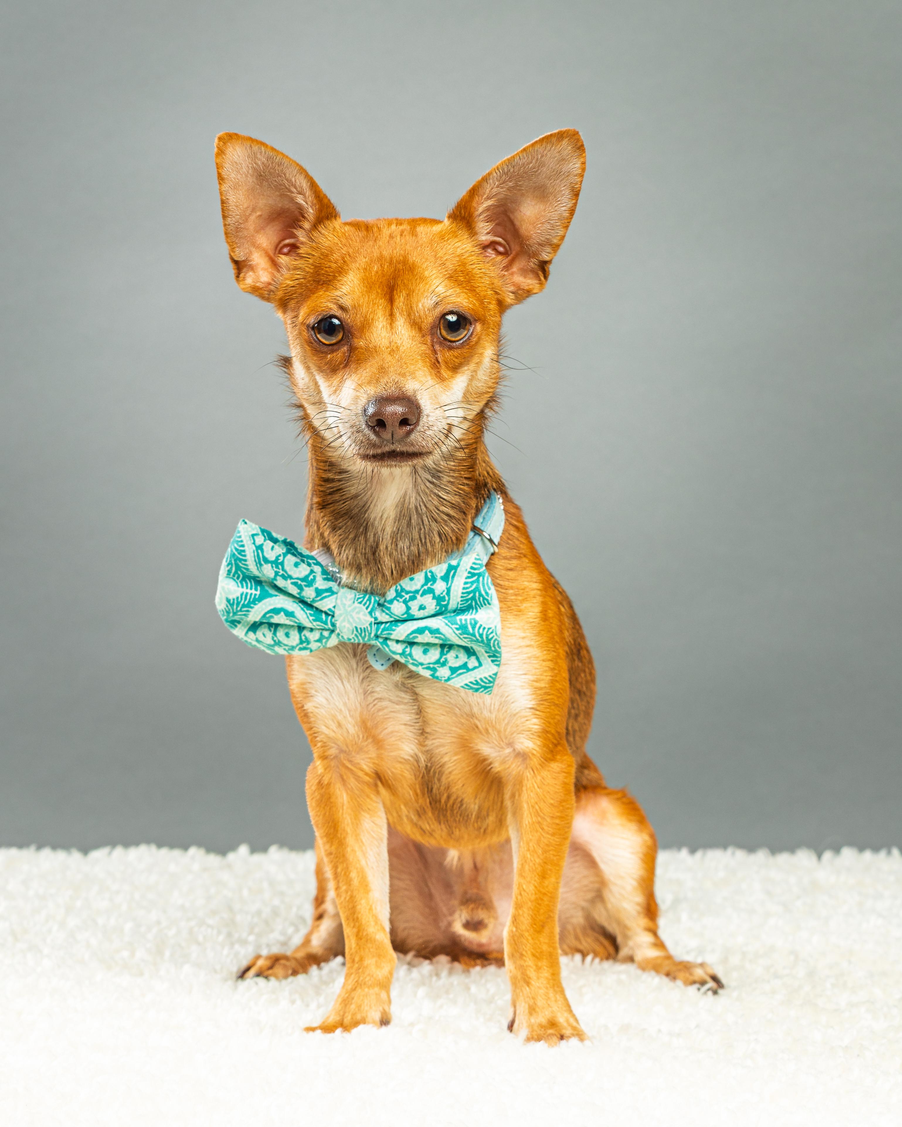 Enlarge Nelson - Coming Mid October, a ADOPTABLE Chihuahua in Plano, TX image 1/6