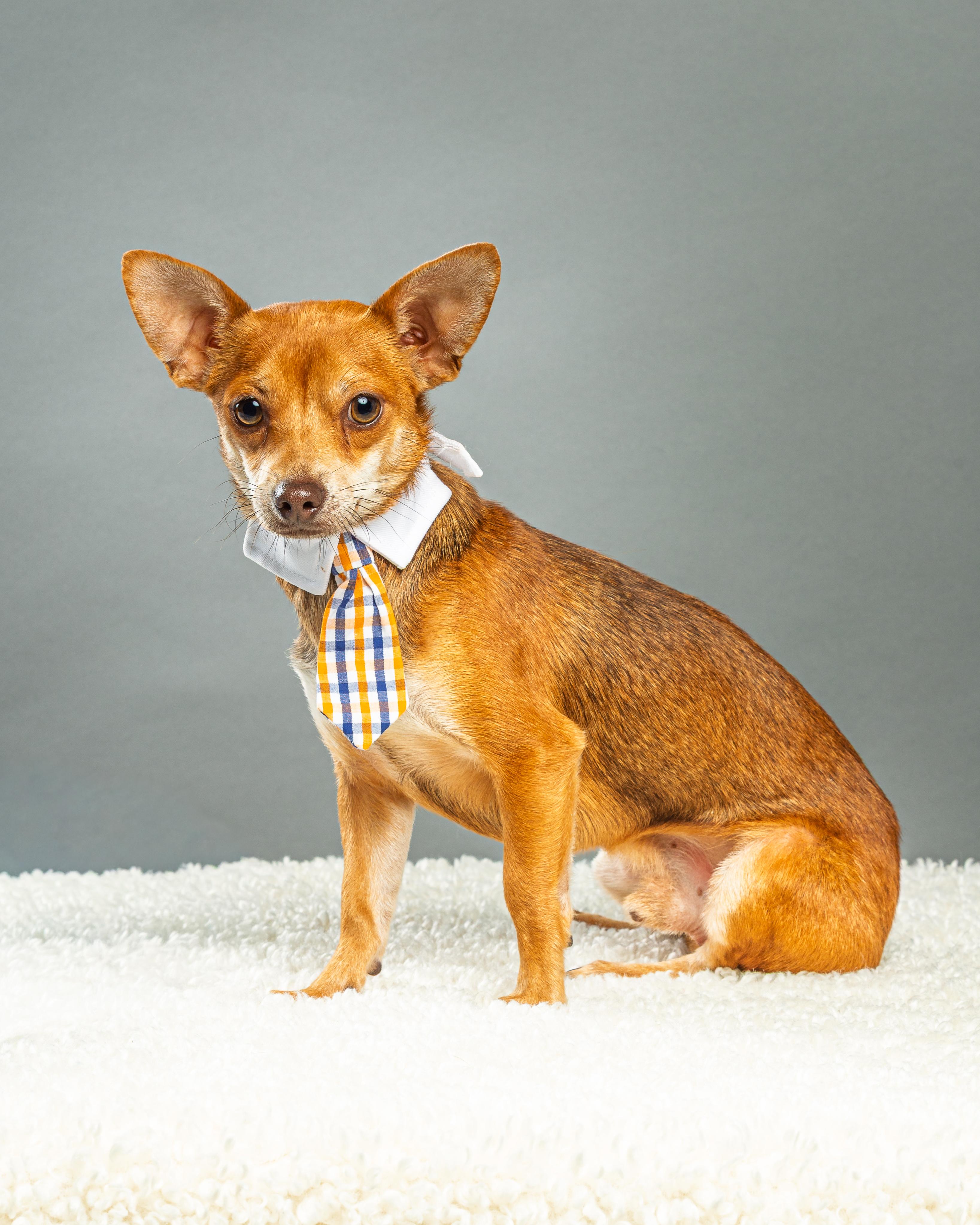 Enlarge Nelson - Coming Mid October, a ADOPTABLE Chihuahua in Plano, TX image 3/6