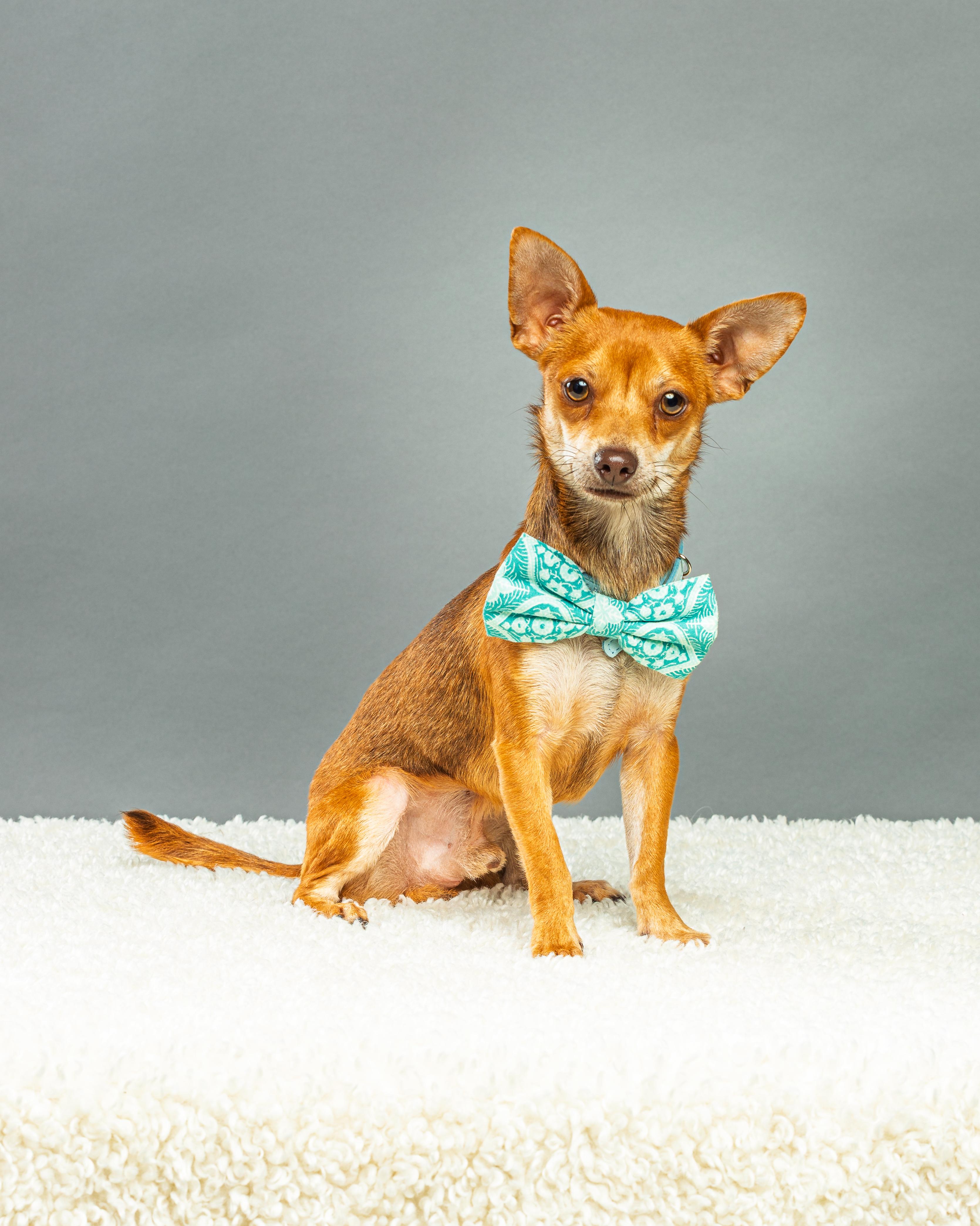 Enlarge Nelson - Coming Mid October, a ADOPTABLE Chihuahua in Plano, TX image 4/6