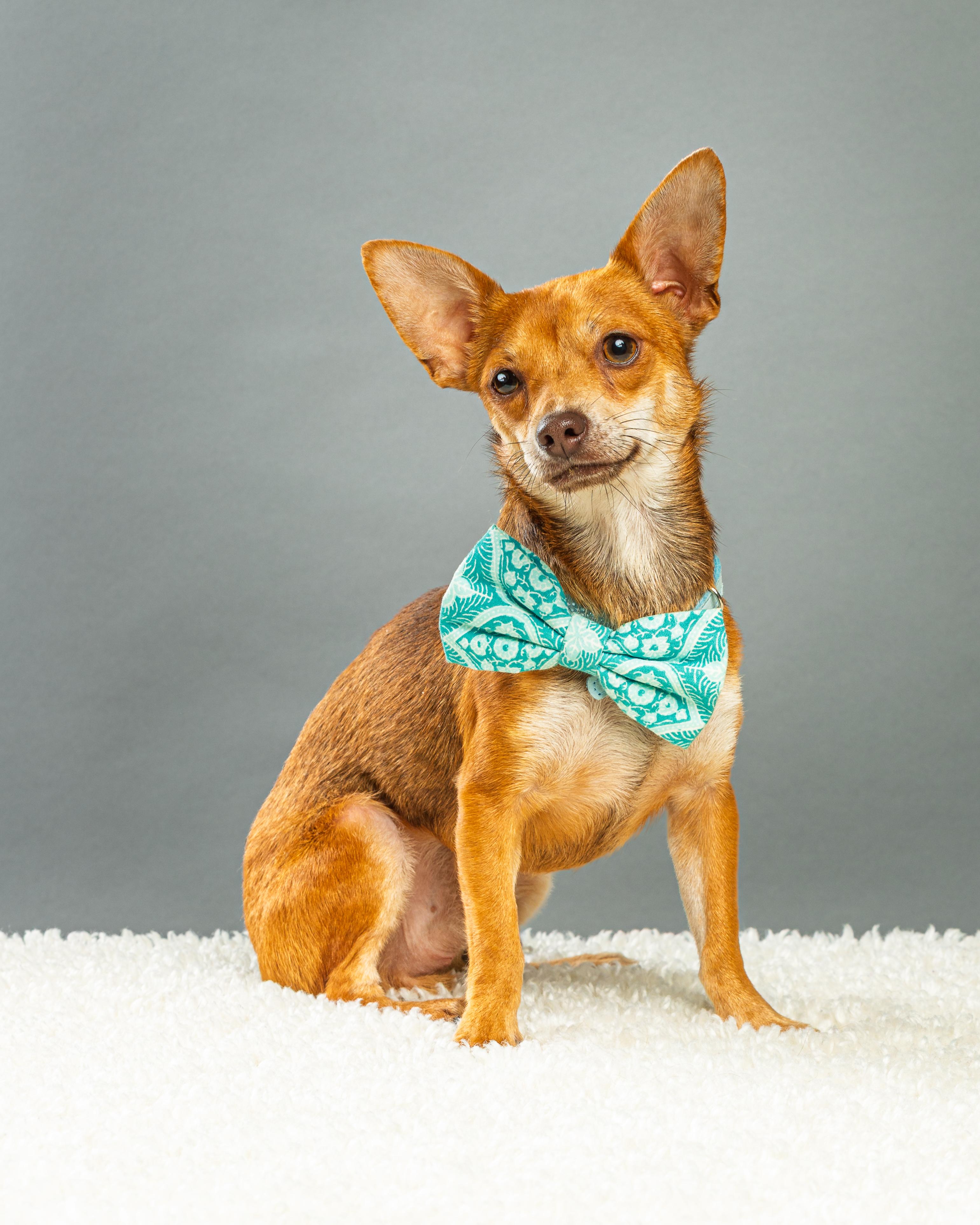 Enlarge Nelson - Coming Mid October, a ADOPTABLE Chihuahua in Plano, TX image 5/6
