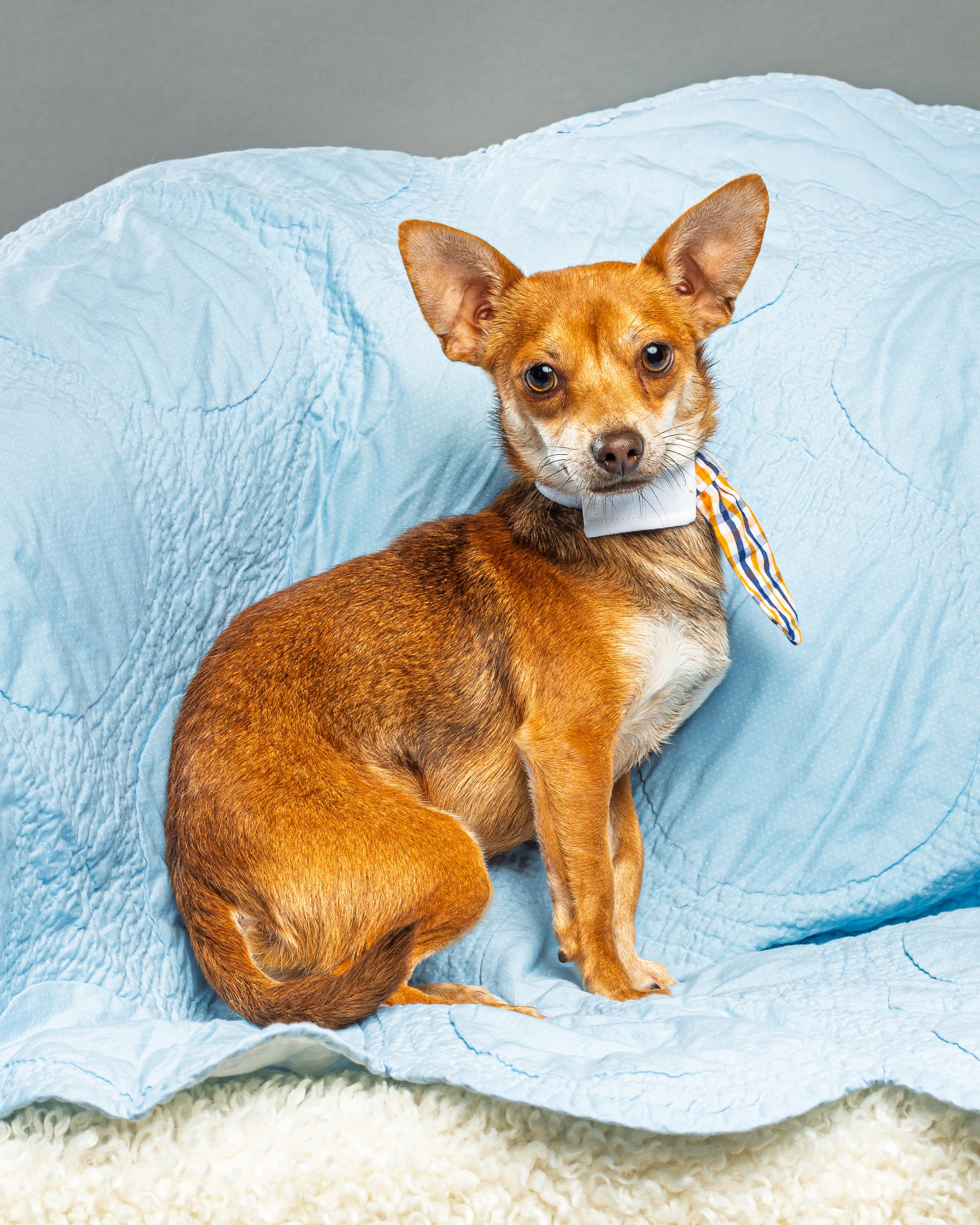 Enlarge Nelson - Coming Mid October, a ADOPTABLE Chihuahua in Plano, TX image 6/6