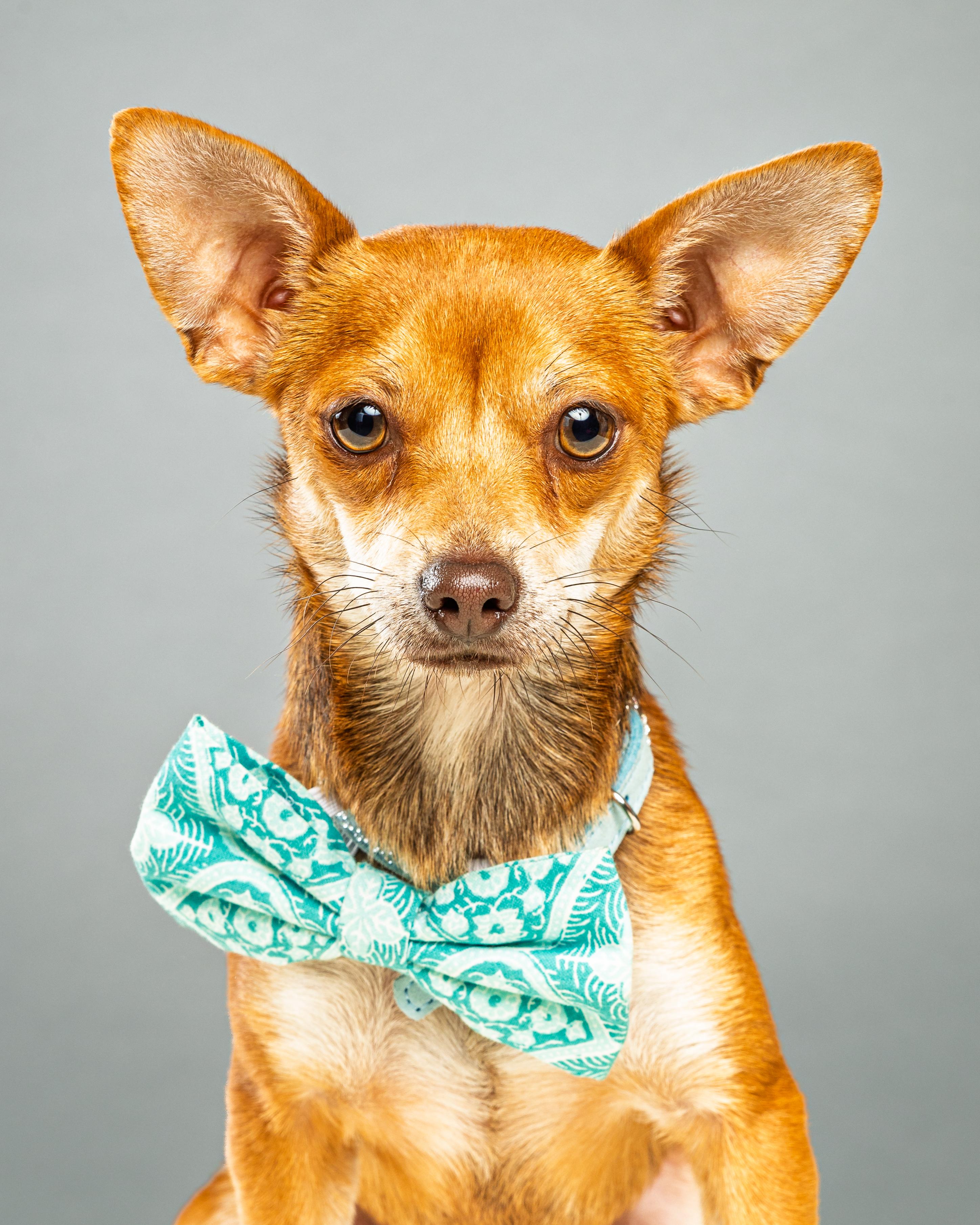 Enlarge Nelson - Coming Mid October, a ADOPTABLE Chihuahua in Plano, TX image 2/6