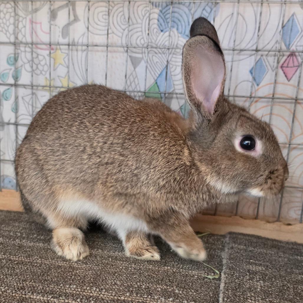 Zeus - Chino Hills Location, Adoptable, Baby Male American.