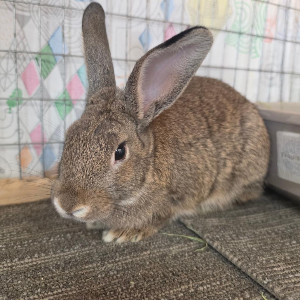 Enlarge Zeus - Chino Hills Location, a Adoptable American in Chino Hills, CA image 2/6