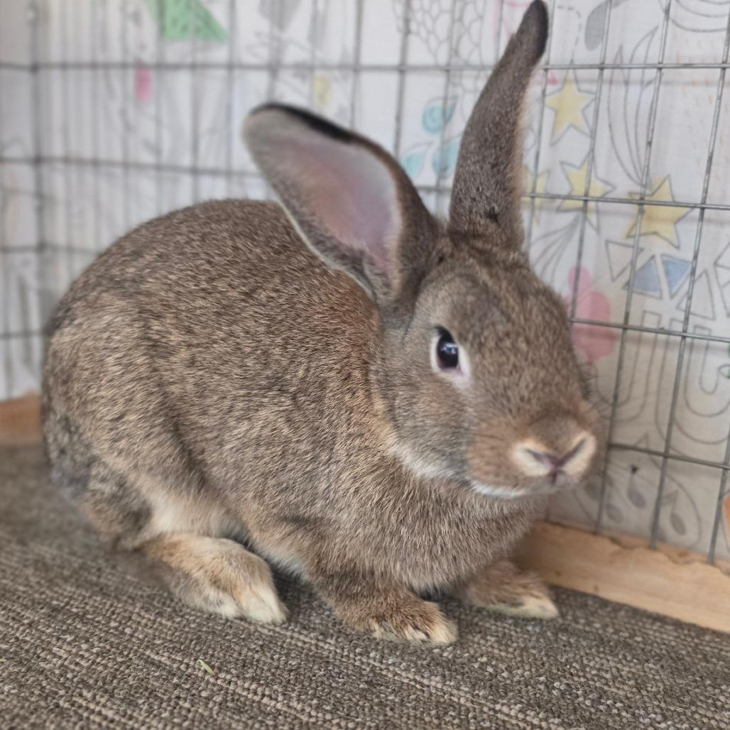 Enlarge Zeus - Chino Hills Location, a Adoptable American in Chino Hills, CA image 3/6