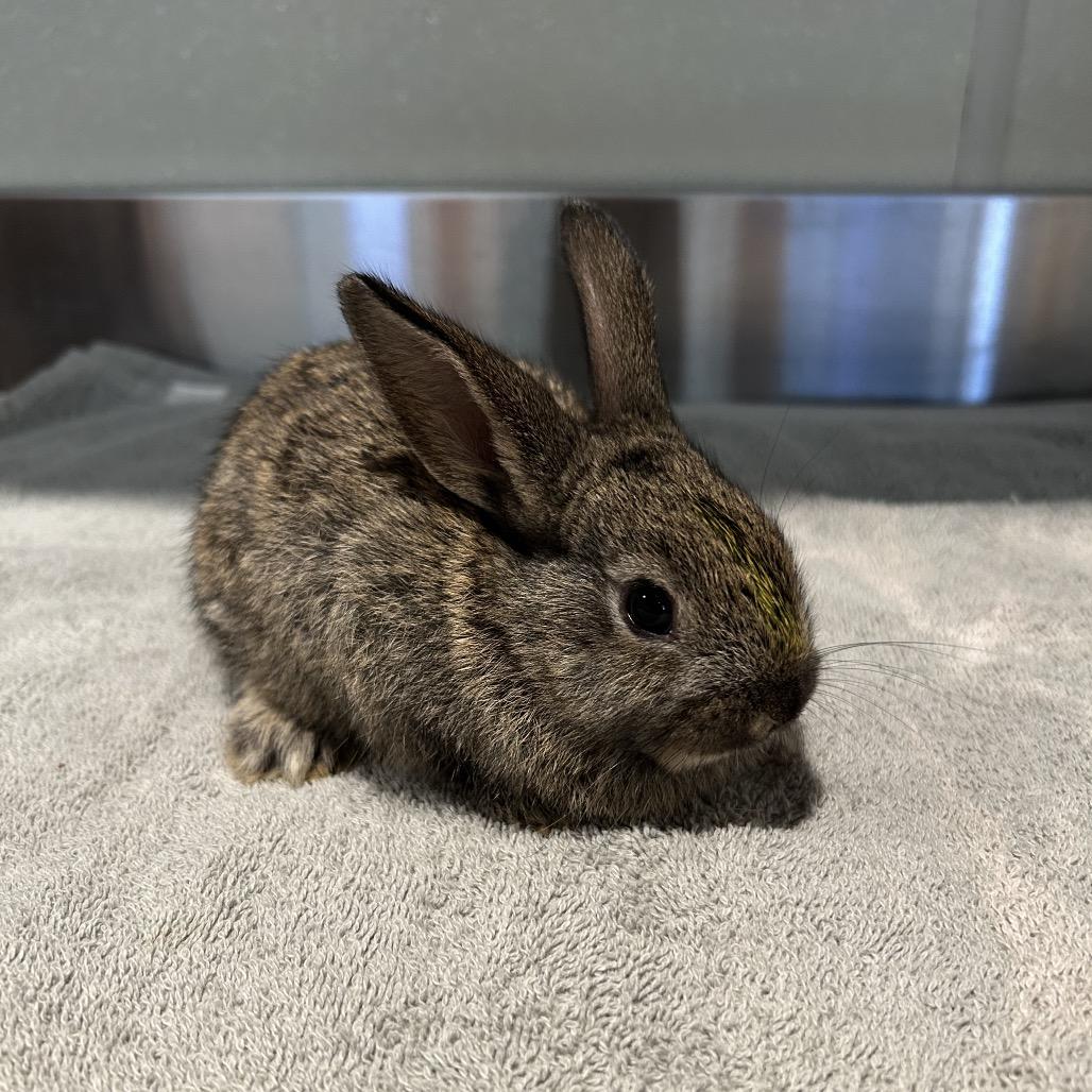 Enlarge Zeus - Chino Hills Location, a Adoptable American in Chino Hills, CA image 4/6