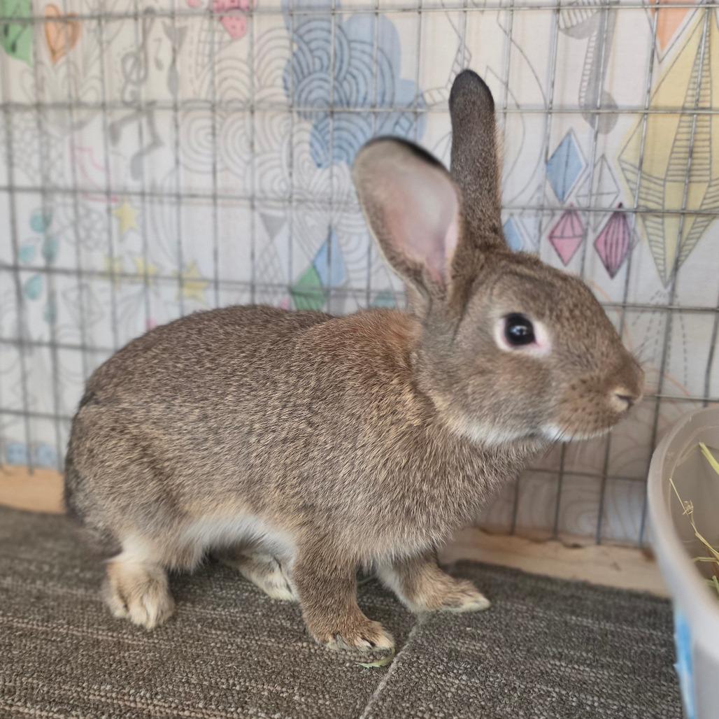 Enlarge Zeus - Chino Hills Location, a Adoptable American in Chino Hills, CA image 5/6
