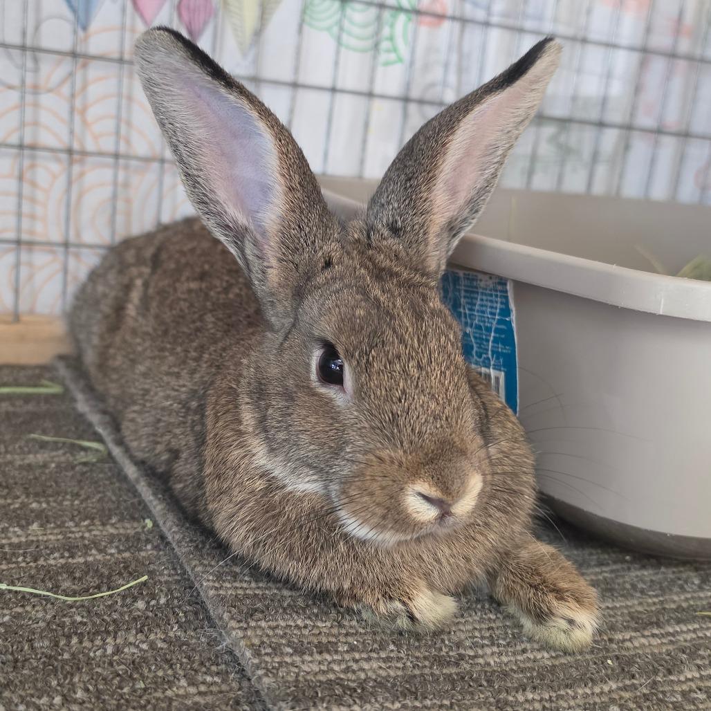 Enlarge Zeus - Chino Hills Location, a Adoptable American in Chino Hills, CA image 6/6