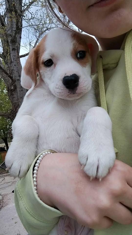 Whiskey, Adopted, Puppy Male Basset Hound.