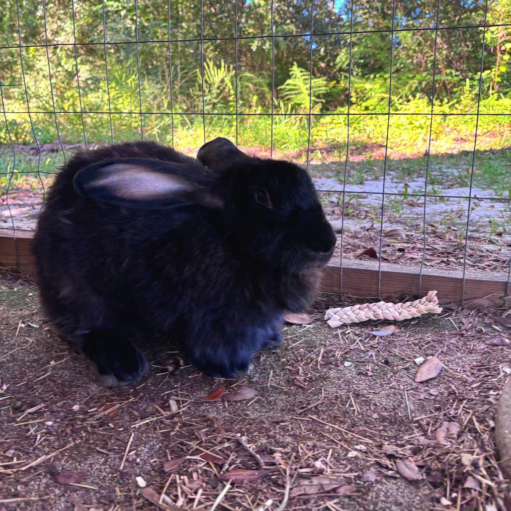Enlarge Eliora, a Adoptable American in Freeport, FL image 1/2