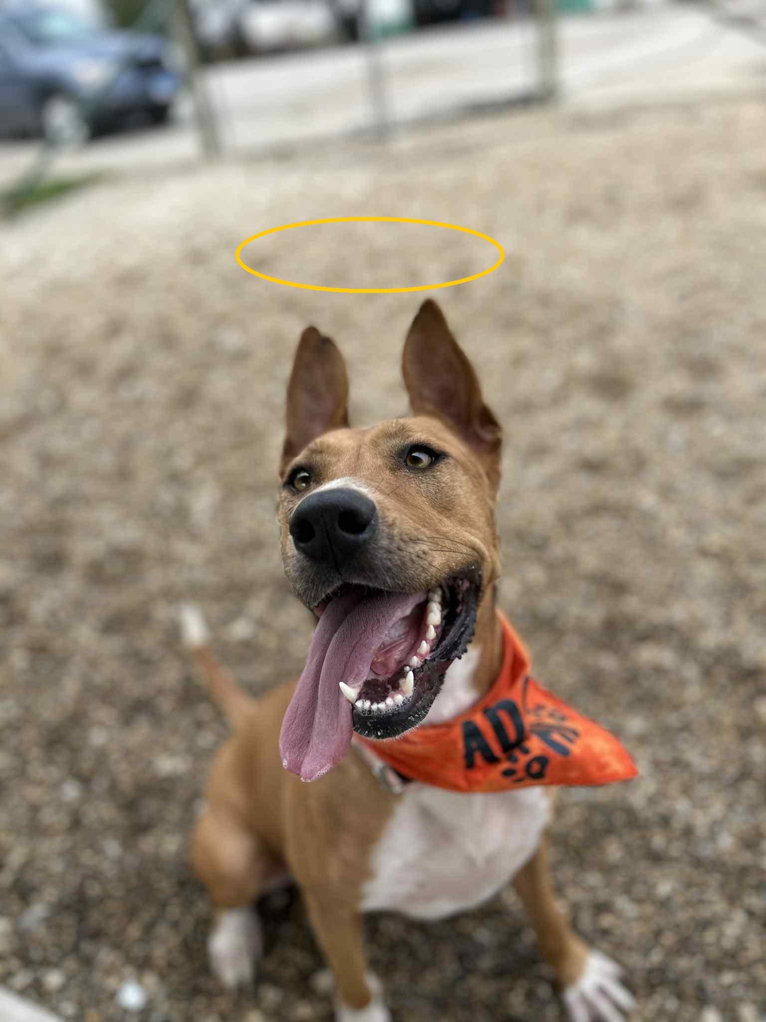 Heaven, an adoptable Pharaoh Hound, Retriever in Macomb, IL, 61455 | Photo Image 2