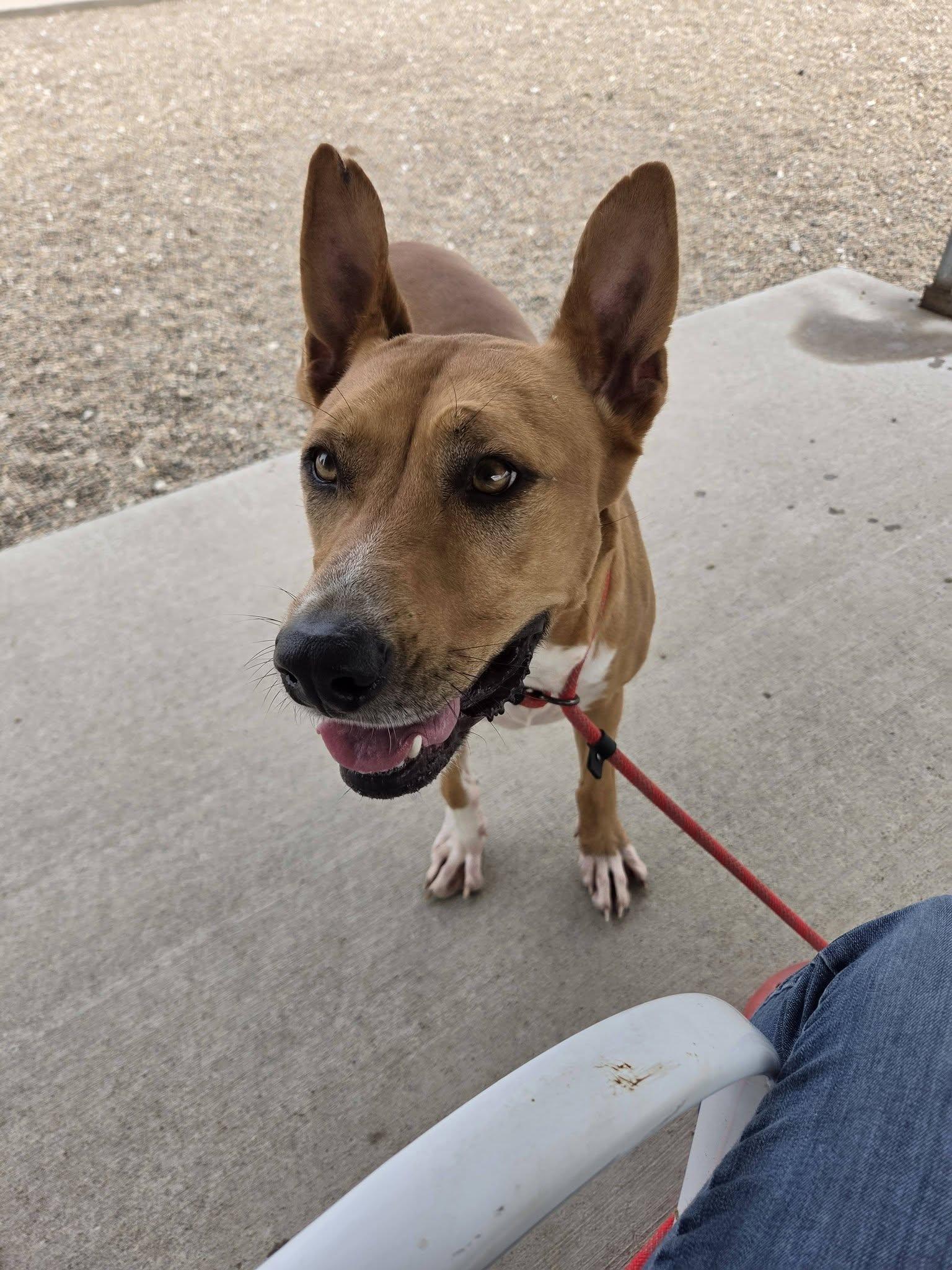 Enlarge Heaven, a Adoptable mixed breed in Macomb, IL image 4/4