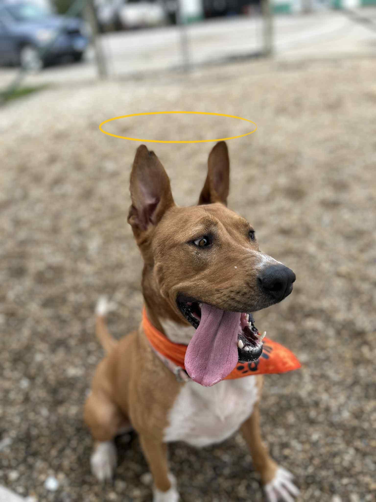 Heaven, an adoptable Pharaoh Hound, Retriever in Macomb, IL, 61455 | Photo Image 3