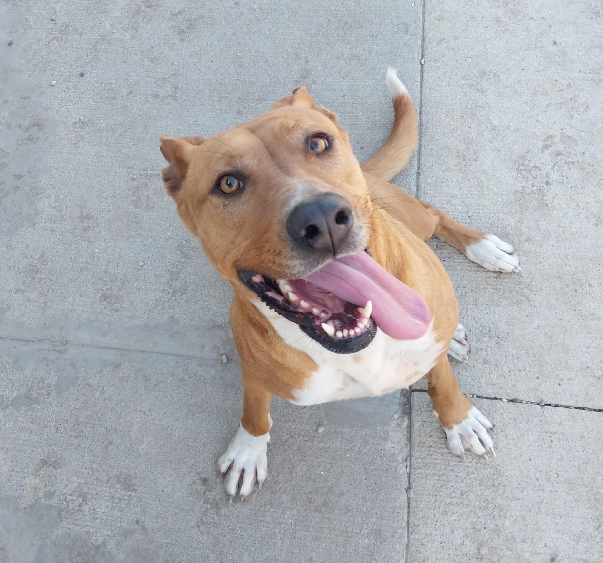 Heaven, a Adoptable mixed breed in Macomb, IL image 1/5