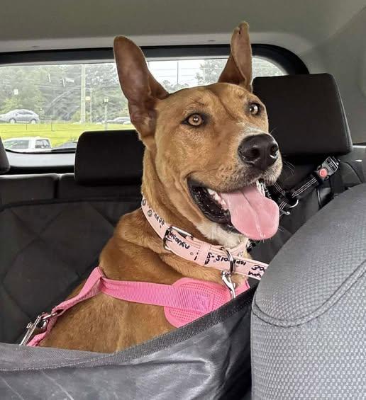 Enlarge Heaven, a Adoptable mixed breed in Macomb, IL image 1/4