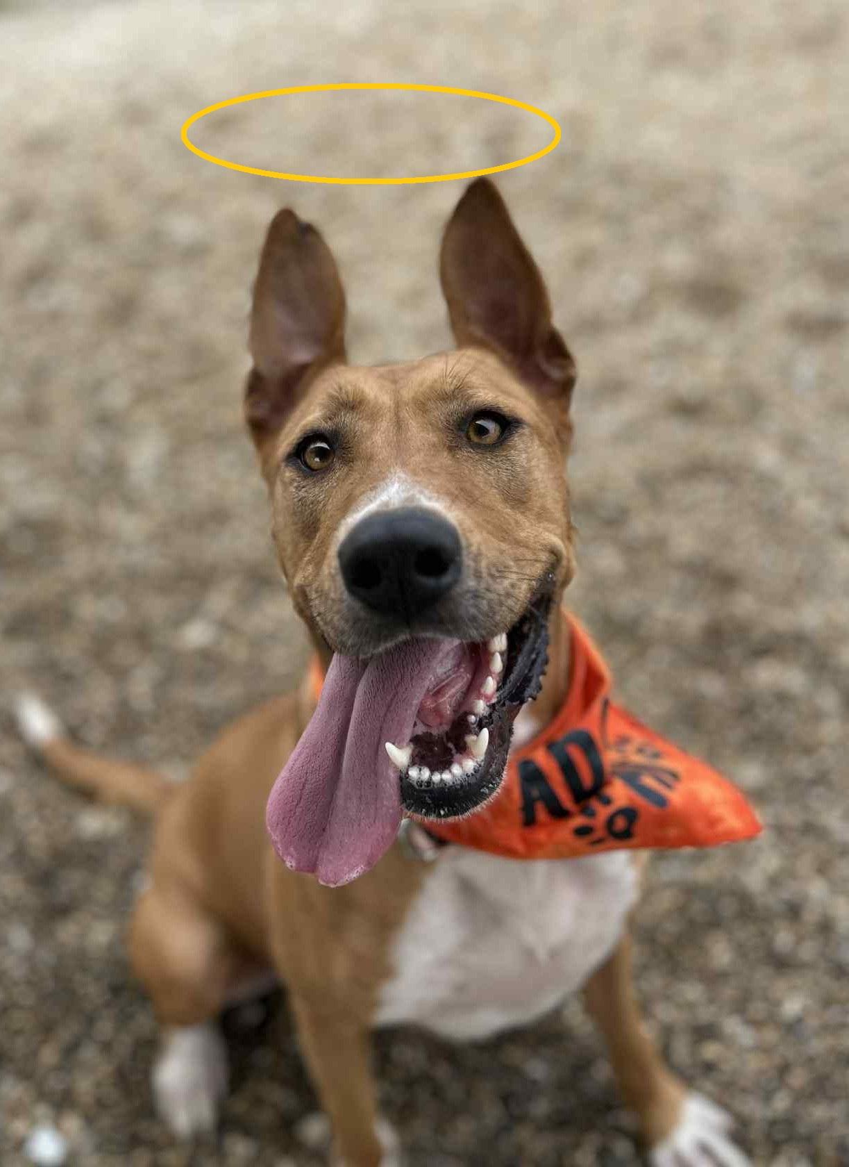 Enlarge Heaven, a Adoptable mixed breed in Macomb, IL image 4/4