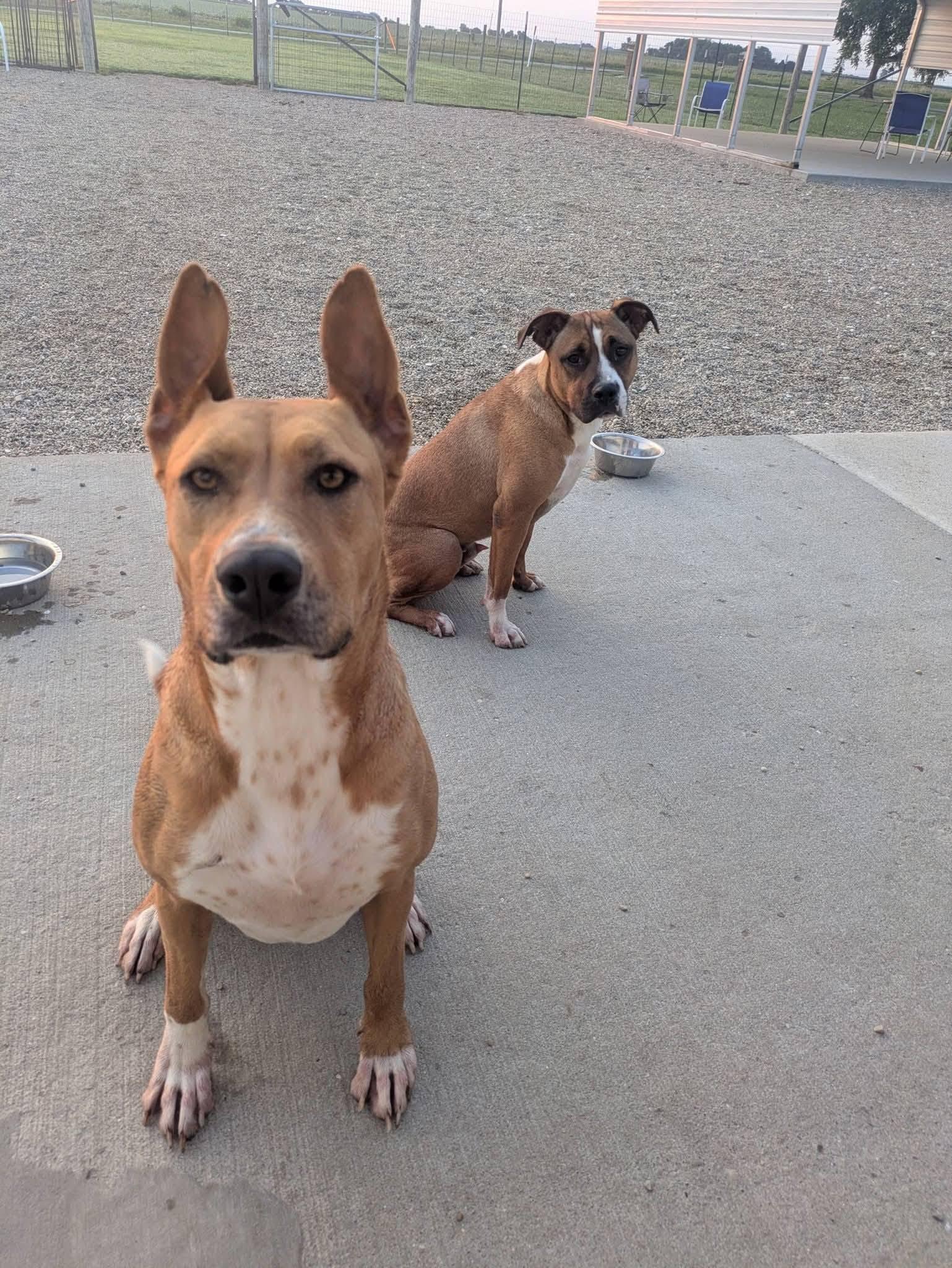 Enlarge Heaven, a Adoptable mixed breed in Macomb, IL image 2/4