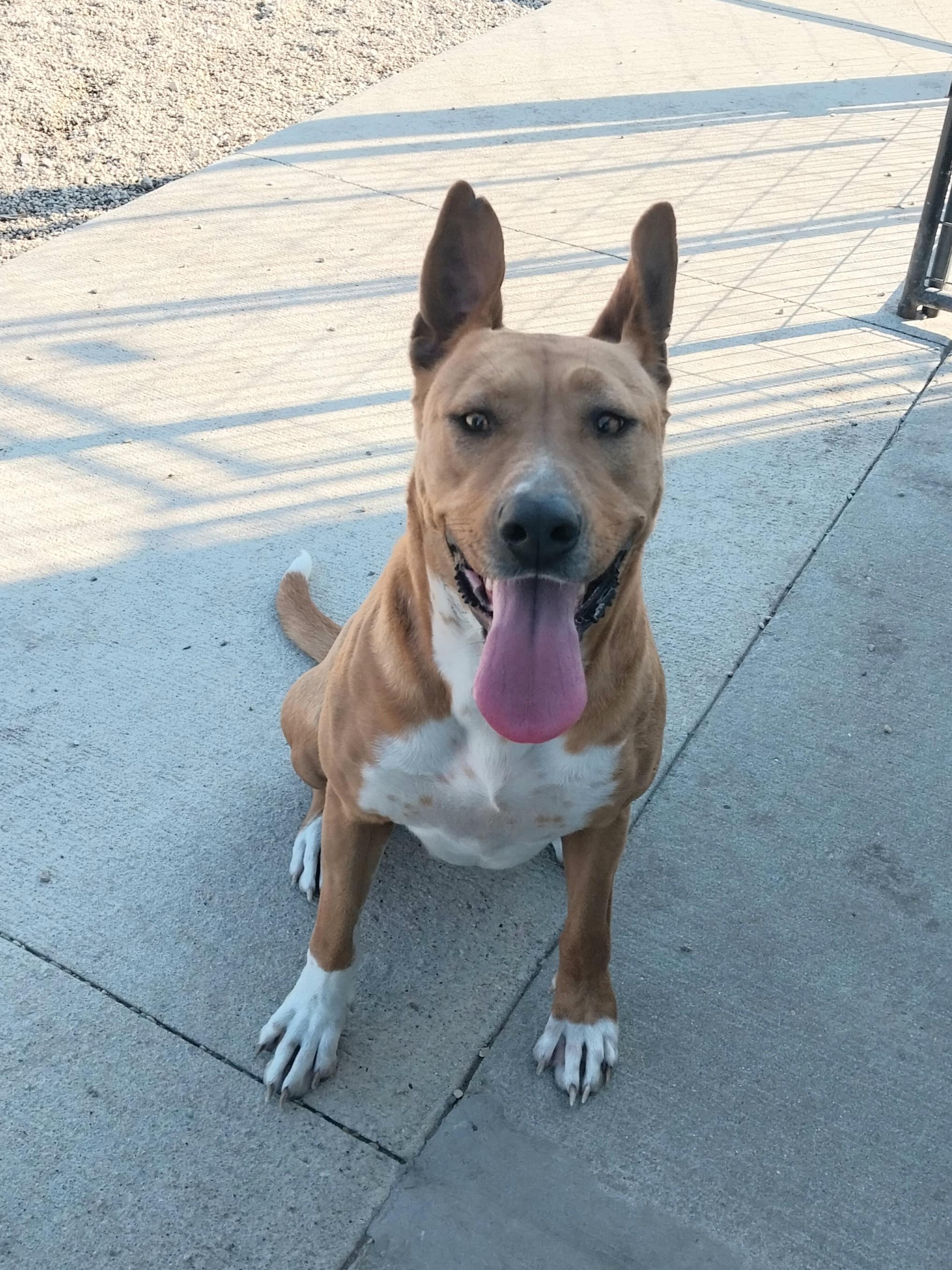 Heaven, a Adoptable mixed breed in Macomb, IL image 4/5