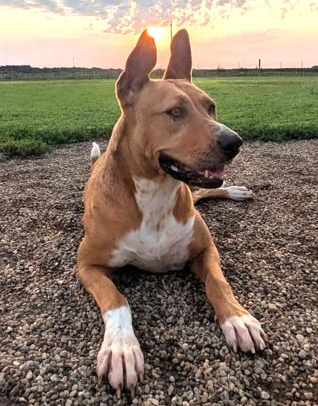 Heaven, Adoptable, Adult Female American Staffordshire Terrier & Boxer.