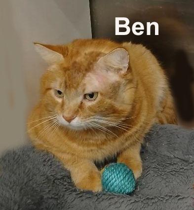 Ben Gra. (very friendly adult male tabby), an adopted mixed breed in Stowe, PA image 2/4