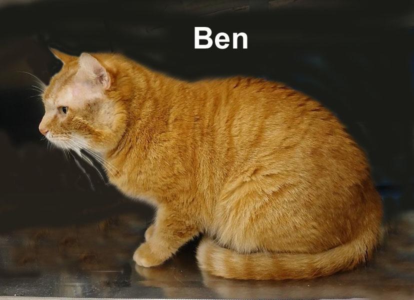 Ben Gra. (very friendly adult male tabby), an adopted mixed breed in Stowe, PA image 3/4