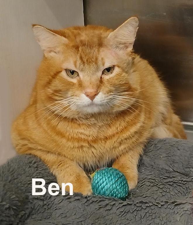 Ben Gra. (very friendly adult male tabby), adopted, Adult Male Domestic Short Hair & Tabby.