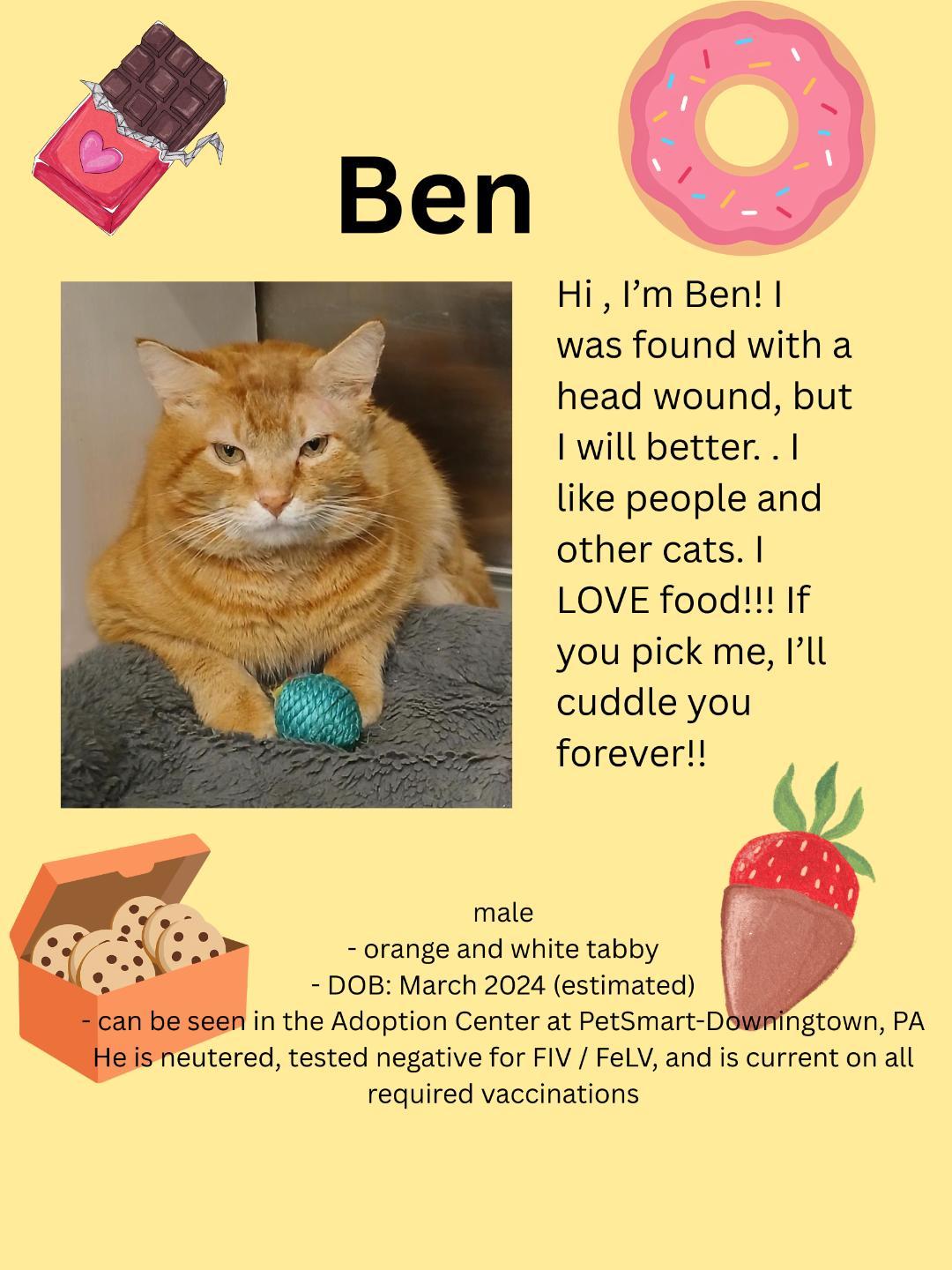 Ben Gra. (very friendly adult male tabby), an adopted mixed breed in Stowe, PA image 4/4