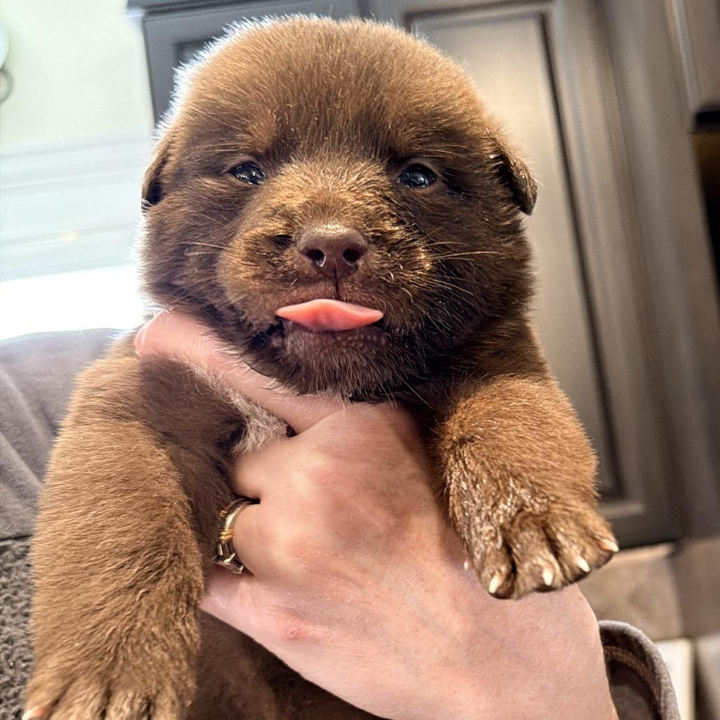 Remi (in PA), Adoptable, Puppy Female Retriever.