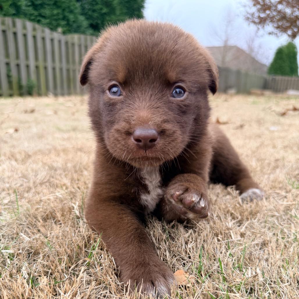 Enlarge Remi (in PA), a Adoptable mixed breed in Huntsville, AL image 2/6