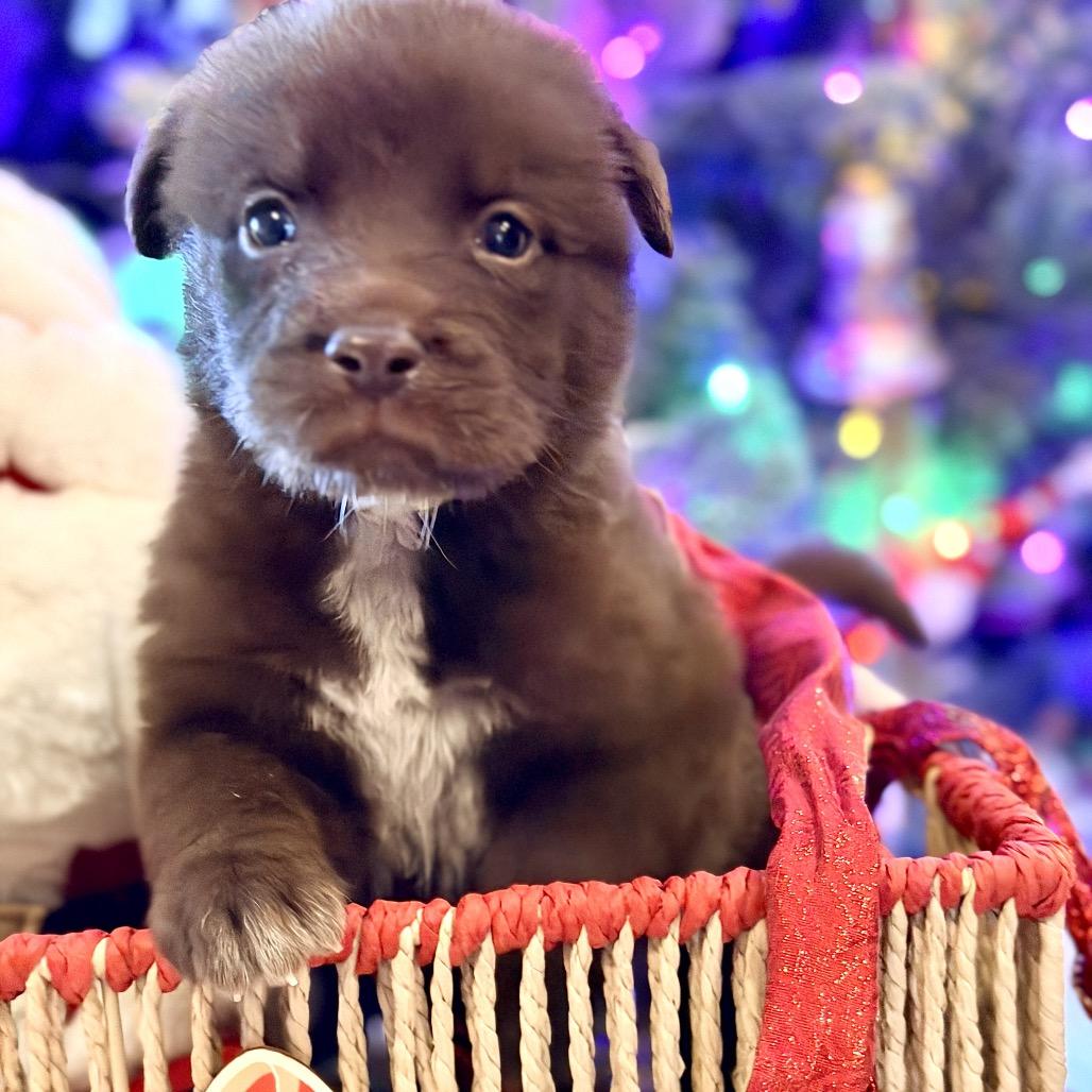 Remi (in PA), Adoptable, Puppy Female Retriever.