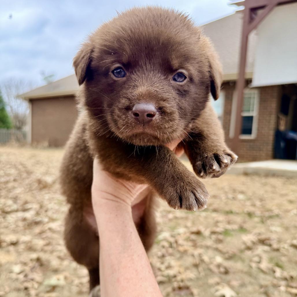 Enlarge Remi (in PA), a Adoptable mixed breed in Huntsville, AL image 4/6
