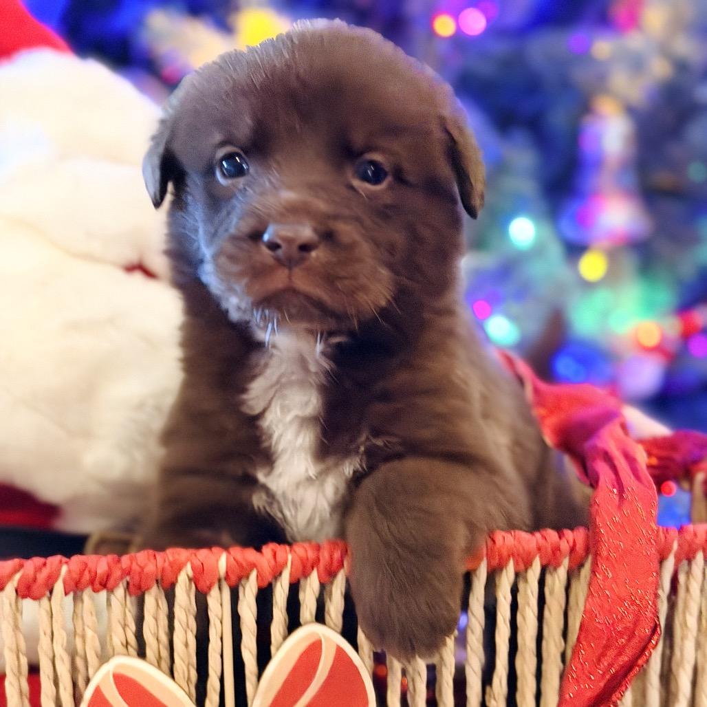 Enlarge Remi (in PA), a Adoptable mixed breed in Huntsville, AL image 5/6