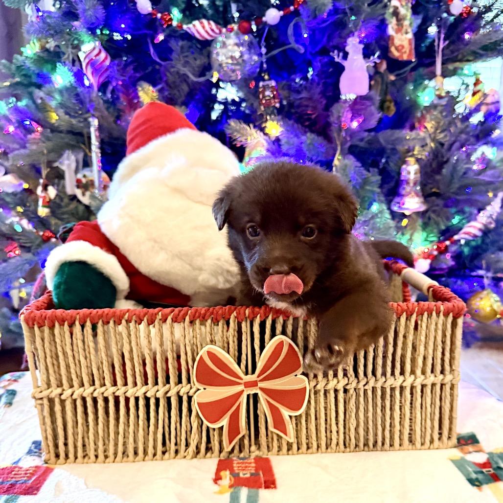 Enlarge Remi (in PA), a Adoptable mixed breed in Huntsville, AL image 6/6