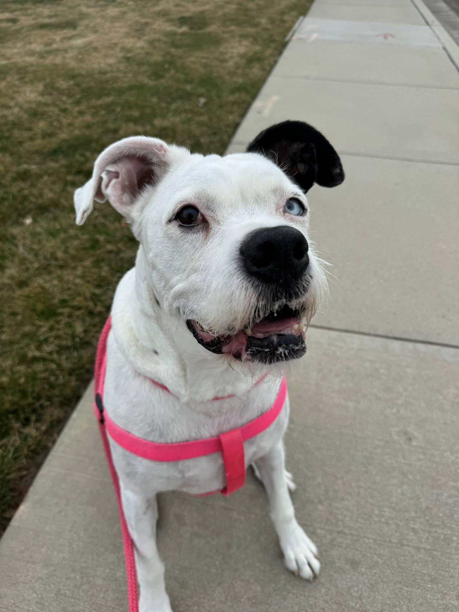 SPARKLES, Adoptable, Adult Female American Bulldog.