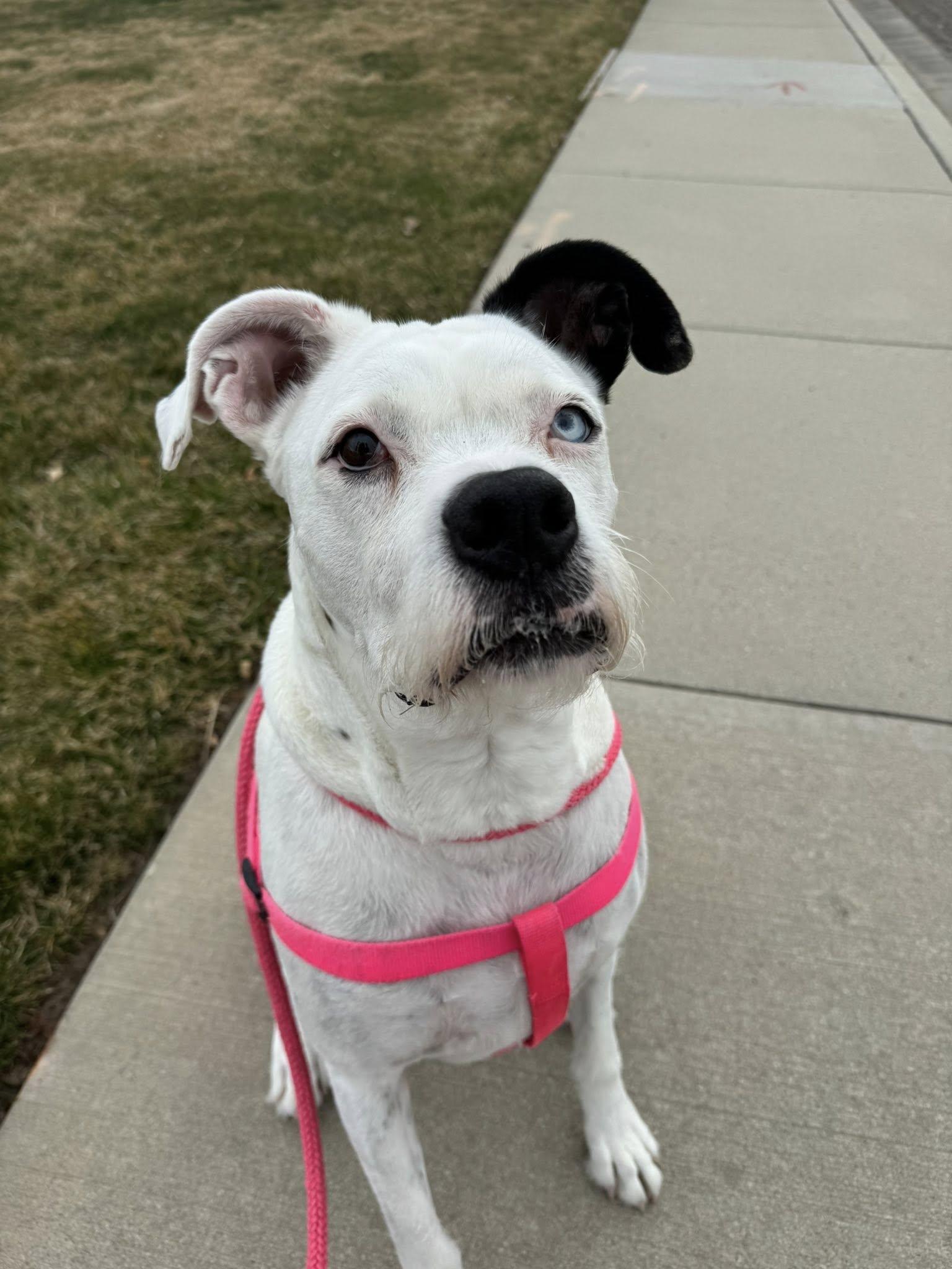 Enlarge SPARKLES, a Adoptable American Bulldog in Jerome, ID image 2/4