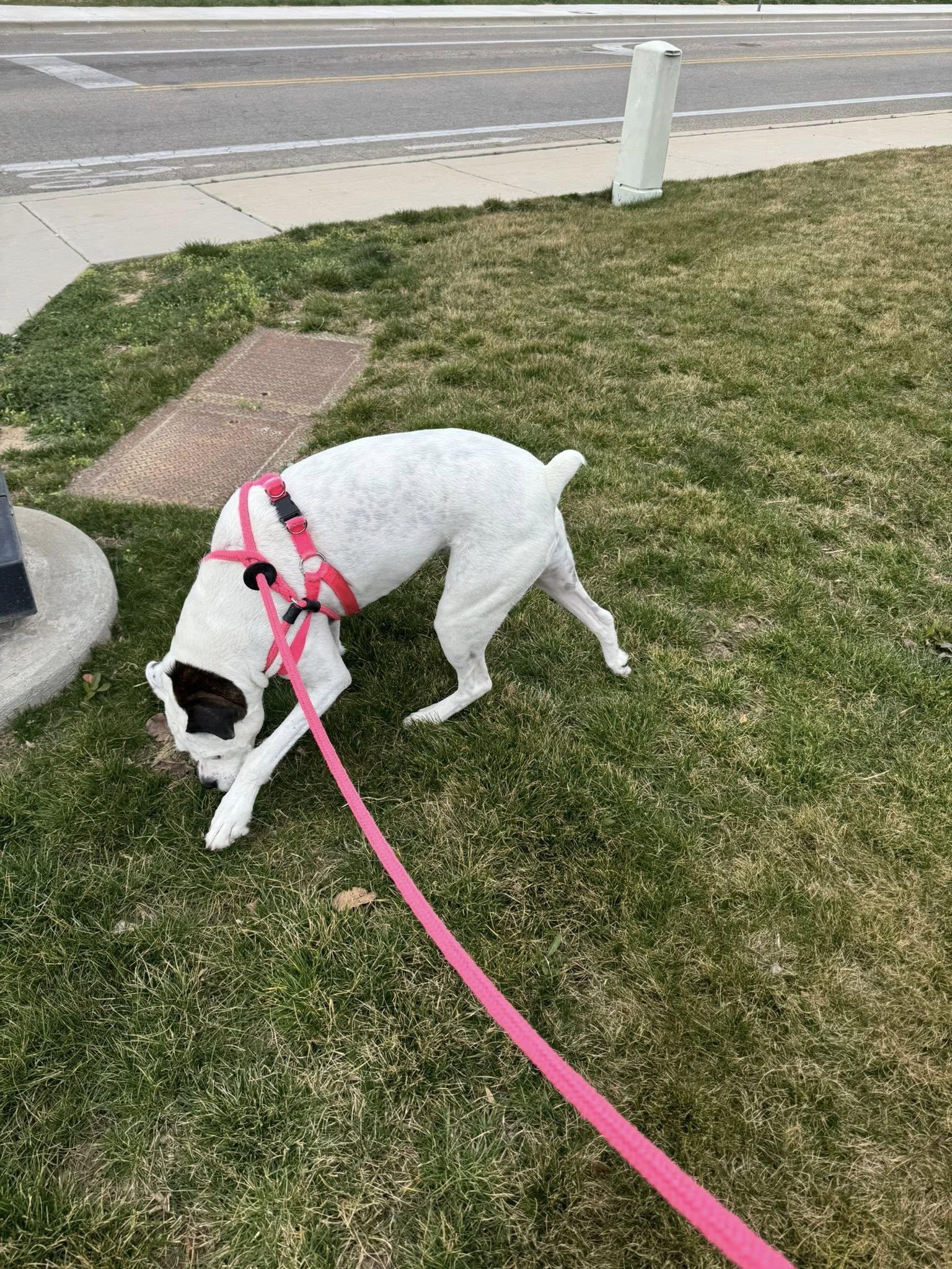 Enlarge SPARKLES, a Adoptable American Bulldog in Jerome, ID image 4/4