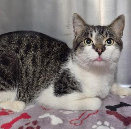 Torres, ADOPTABLE, Adult Male Domestic Short Hair.