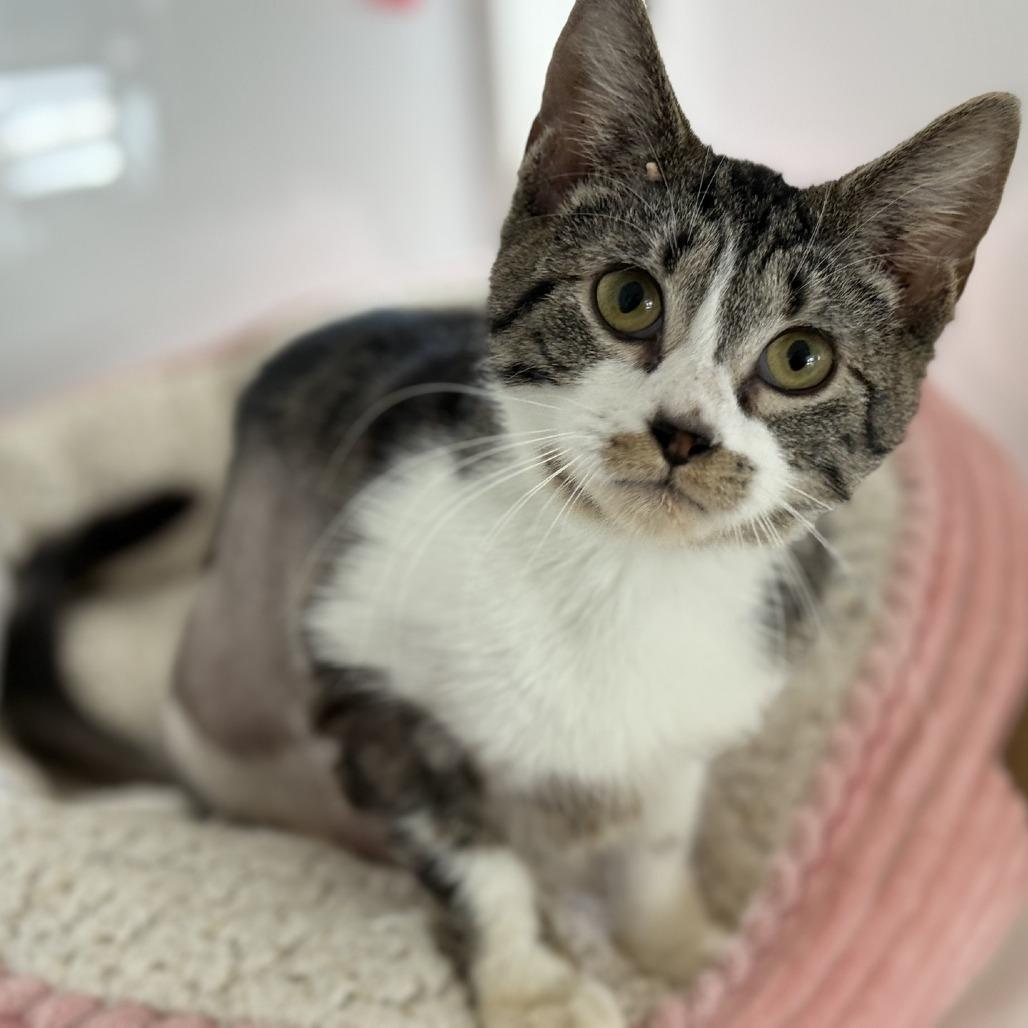 Enlarge Spinach, a Adoptable Domestic Short Hair in Ridgely, MD image 1/6