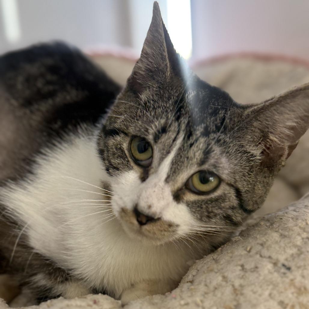 Enlarge Spinach, a Adoptable Domestic Short Hair in Ridgely, MD image 2/6
