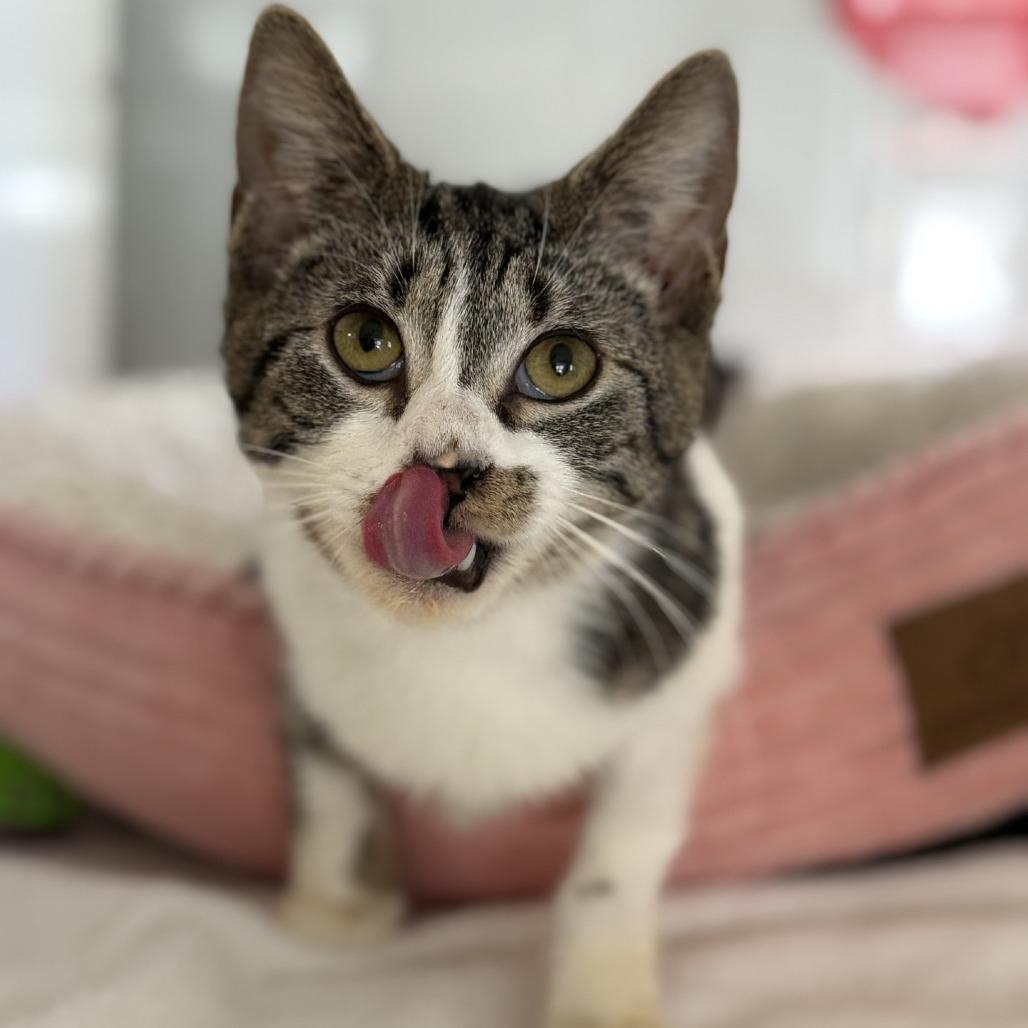 Enlarge Spinach, a Adoptable Domestic Short Hair in Ridgely, MD image 3/6