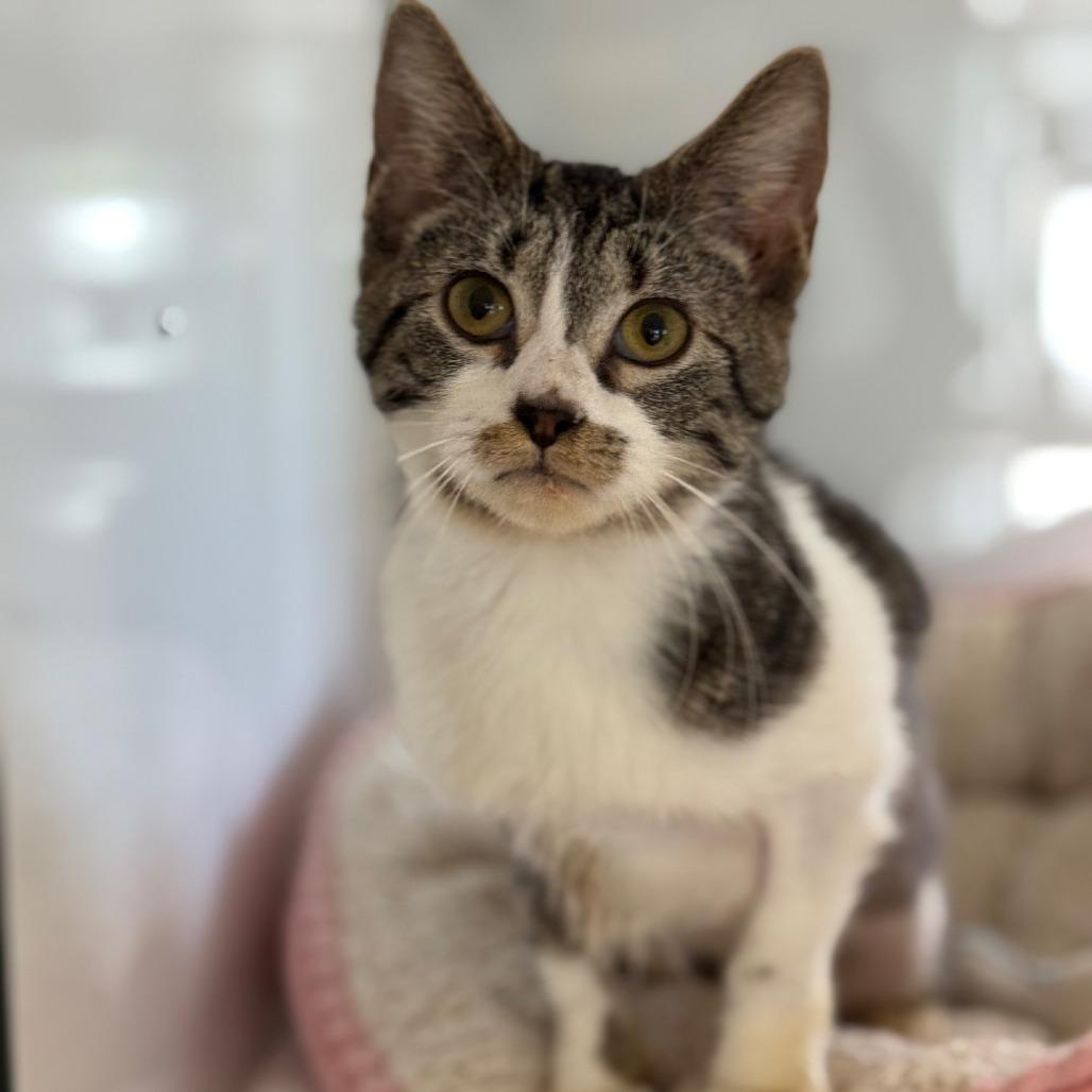 Enlarge Spinach, a Adoptable Domestic Short Hair in Ridgely, MD image 4/6