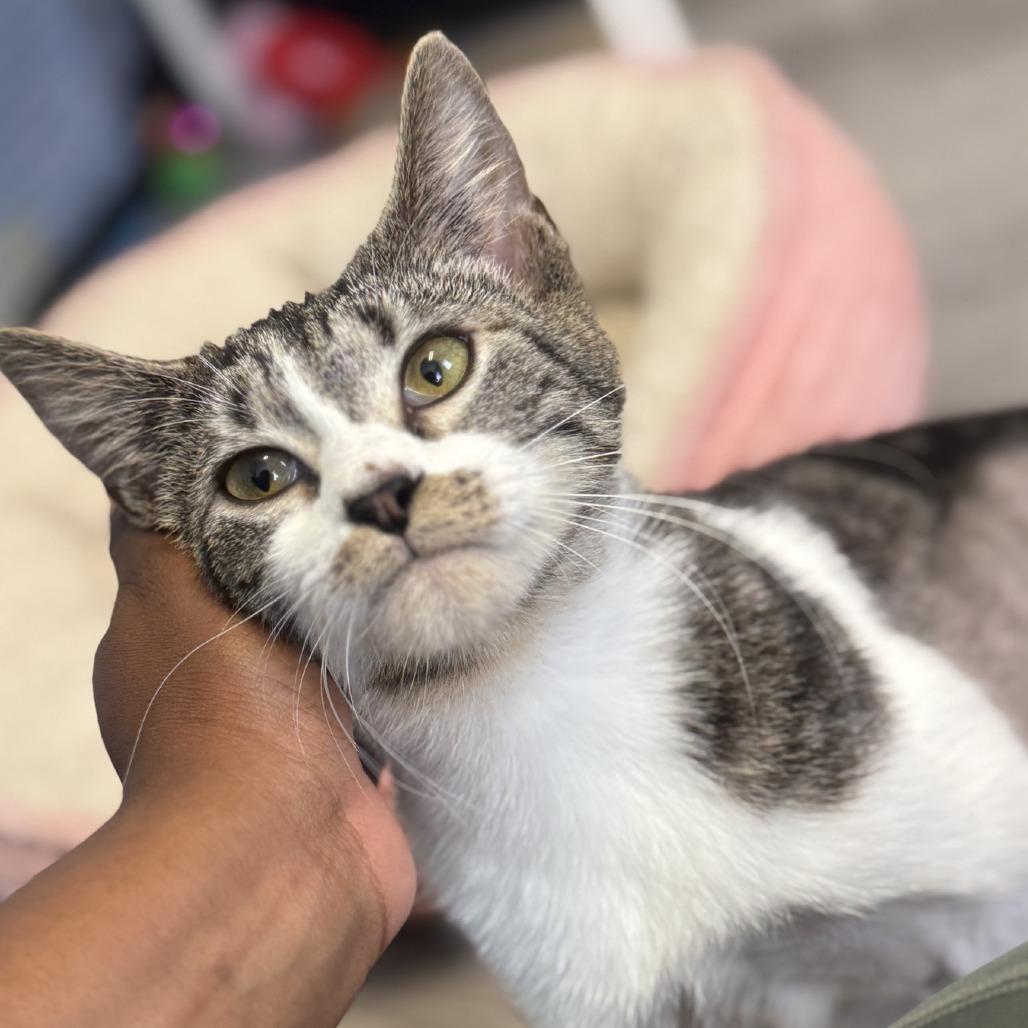 Enlarge Spinach, a Adoptable Domestic Short Hair in Ridgely, MD image 5/6