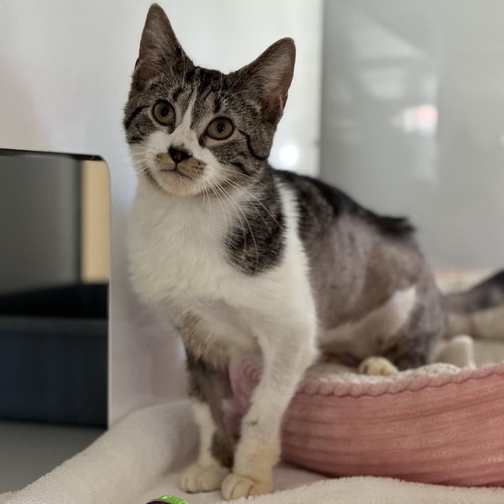 Enlarge Spinach, a Adoptable Domestic Short Hair in Ridgely, MD image 6/6