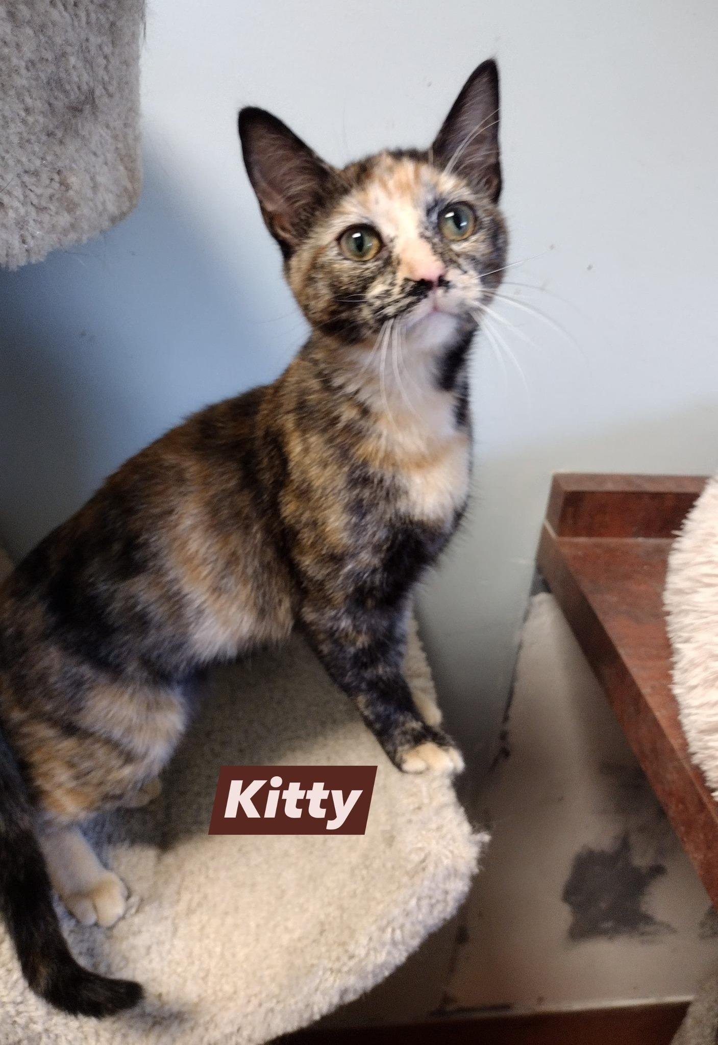 Enlarge Kitty, a Adoptable Domestic Short Hair in Monroe, OH image 1/1