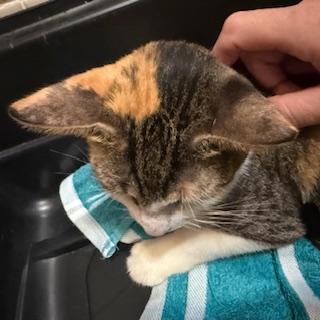 Enlarge Linda - Meet Our Beachside Beauty — Ready for Her Forever Home!, a Adoptable Domestic Short Hair in Lake Forest, IL image 6/6