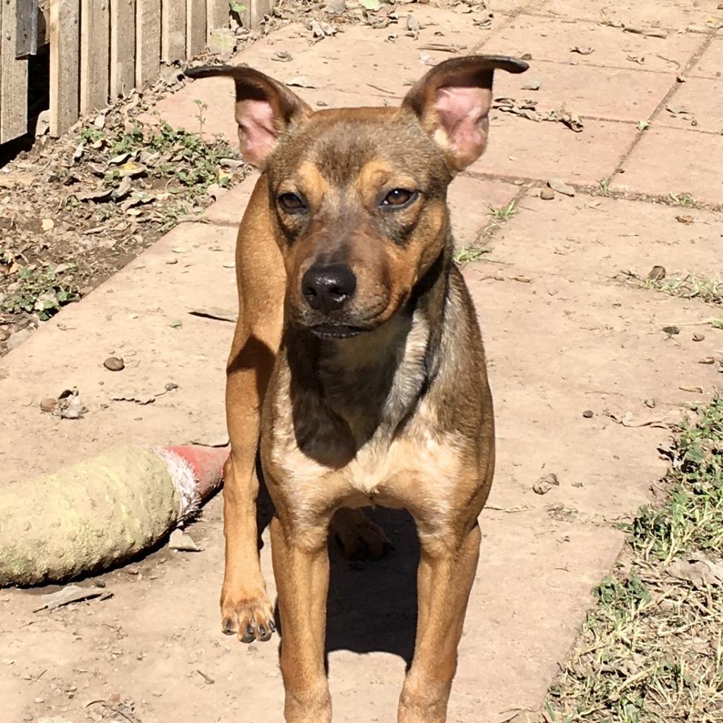 Meatball, a Adoptable mixed breed in Laredo, TX image 2/6