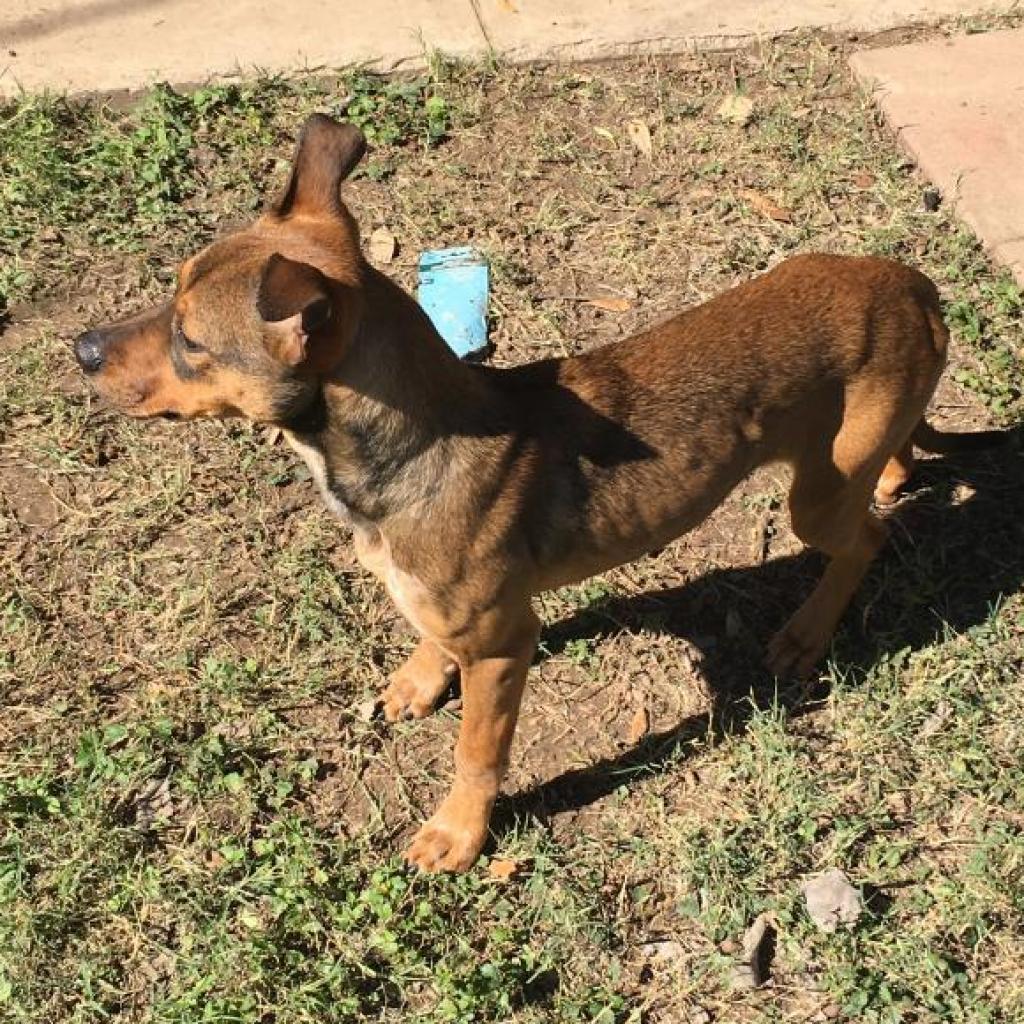 Meatball, a Adoptable mixed breed in Laredo, TX image 3/6