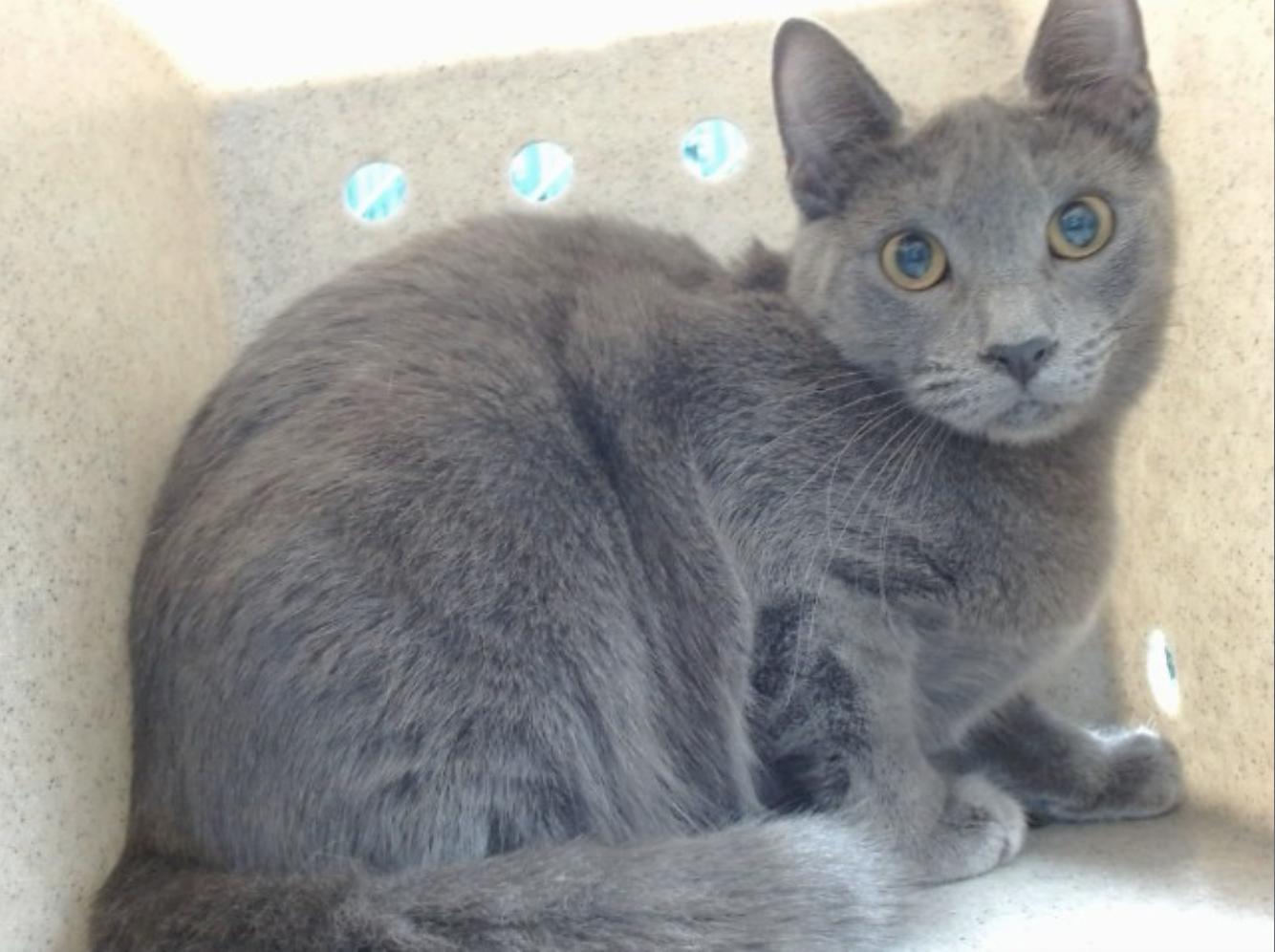Jojo, ADOPTABLE, Young Female Russian Blue.